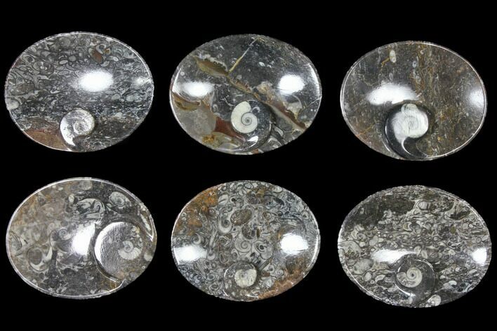 Lot: Oval Dishes With Goniatite Fossils - Pieces #119335
